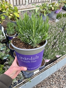 Lavendel `Hidcote Blue` 2 liter